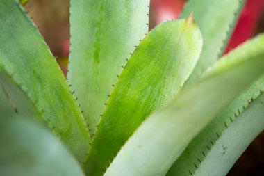 Thorn in Bromeliad tree ( Aechmea fasciata, Guzmania, Urn Plant ) in the garden, Close up & Macro shot, Selective focus, Abstract graphic design