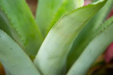 Thorn in Bromeliad tree ( Aechmea fasciata, Guzmania, Urn Plant ) in the garden, Close up & Macro shot, Selective focus, Abstract graphic design