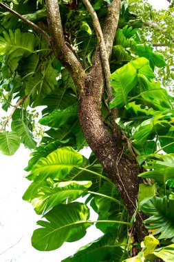 Ağaçta asılı tropik palmiye yaprakları, soyut grafik tasarımı