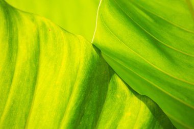 Green leaves pattern texture background, Close up & Macro shot, Selective focus, Abstract graphic design