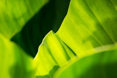 Green leaves pattern texture background, Close up & Macro shot, Selective focus, Abstract graphic design