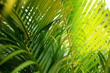 Palm leaves pattern texture background, Close up & Macro shot, Selective focus, Abstract graphic design