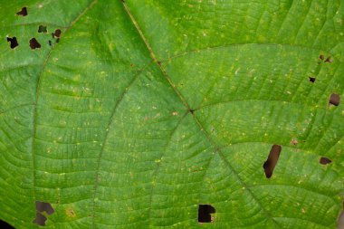 Torn green leaf pattern texture background, Close up & Macro shot, Selective focus, Abstract graphic design