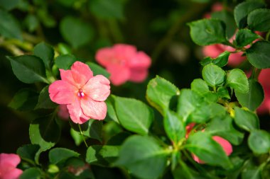 Pink flowers in bokeh garden background, Close up & Macro shot, Selective focus, Abstract graphic design