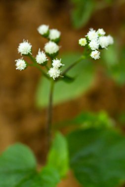Ageratum conyzoides, Little white flowers in bokeh garden background, Close up & Macro shot, Selective focus, Abstract graphic design