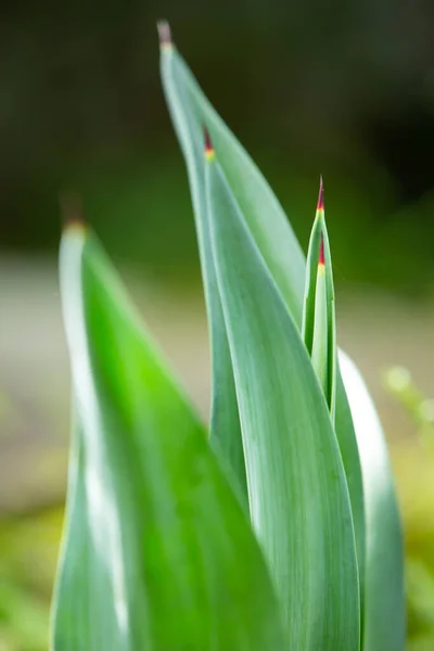 Green Mix Red Leaves Pattern Texture Background Close Macro Shot — Foto Stock