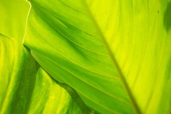 Зеленые Листья Текстуры Фон Крупный План Макро Снимок Селективный Фокус — стоковое фото