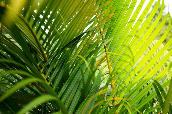 Фон текстуры пальмовых листьев, Крупный план и макроснимок, Выборочный фокус, Абстрактный графический дизайн
