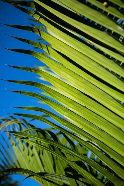 Palm leaves pattern texture background, Close up & Macro shot, Selective focus, Abstract graphic design