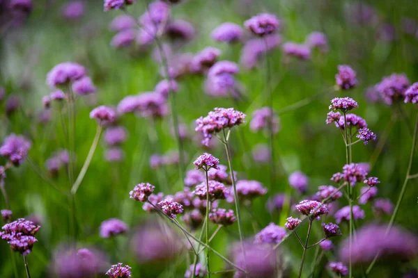 Verbena Bonariensis花 背景がぼやけて紫色の花 選択的焦点 抽象的なグラフィックデザイン — ストック写真