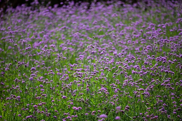 Verbena Bonariensis Flores Flores Color Púrpura Fondo Borroso Enfoque Selectivo — Foto de Stock