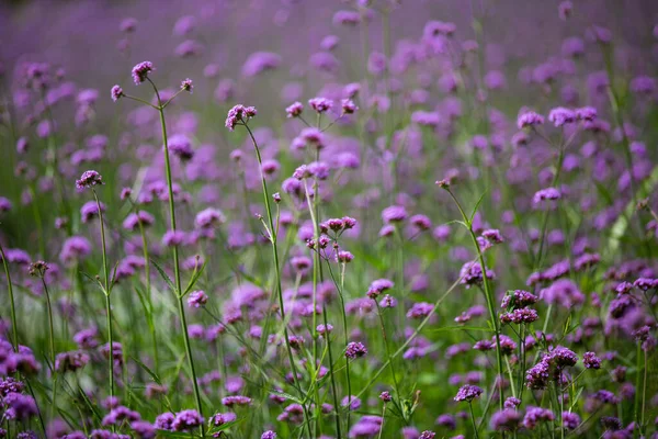 Verbena Bonariensis flowers, Purple flowers in blurred background, Selective focus, Abstract graphic design