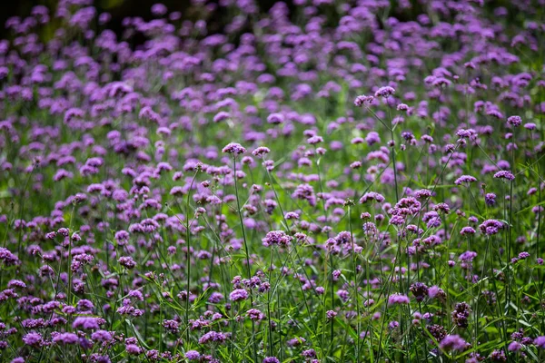 Verveine Bonariensis Fleurs Fleurs Violettes Arrière Plan Flou Mise Point — Photo