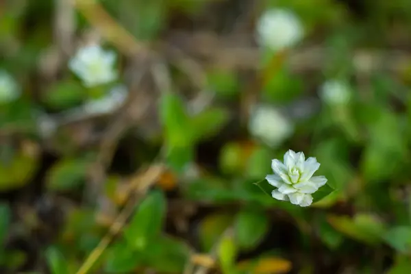 Little White Flowers Bokeh Garden Background Close Macro Shot Selective — Stock Fotó