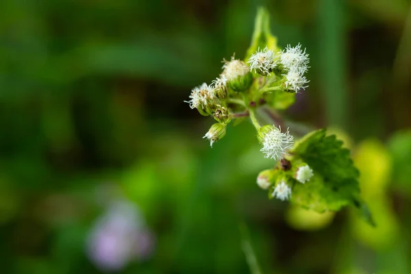 Ageratum Conyzoides Little White Flowers Bokeh Garden Background Close Macro — Stockfoto