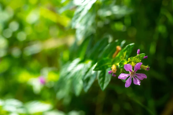 Little Purple Flowers Bokeh Garden Background Close Macro Shot Selective — Φωτογραφία Αρχείου