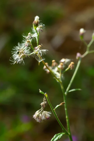 Ageratum Conyzoides Little White Flowers Bokeh Garden Background Close Macro — Stockfoto