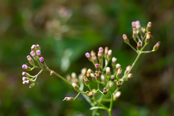 Ageratum Conyzoides Little White Ang Purple Flowers Bokeh Garden Background — ストック写真