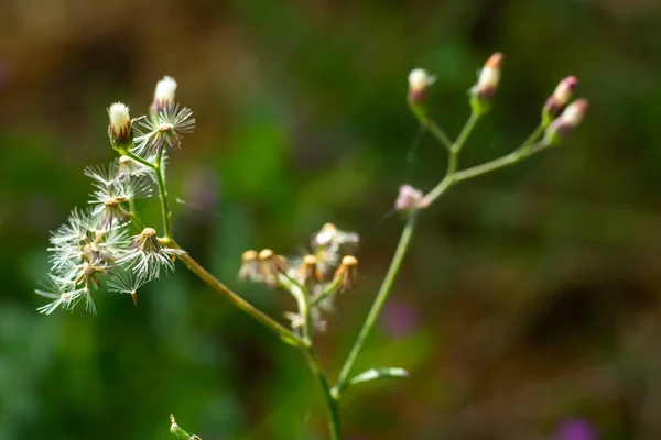 Ageratum Conyzoides Little White Flowers Bokeh Garden Background Close Macro — Stockfoto