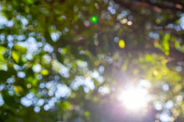 Bokeh yeşil bitkileri ve ağaçları bulanıklaştırdı. Doku, soyut arkaplan, mercek parlamaları