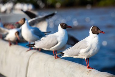 Sukta Köprüsü, Bangpu, Samut Prakan, Eyaleti, Tayland, Larus brunnicephalus, Yakın çekim, Odak Seçme, Kuş Fotoğrafçılık Seyahati