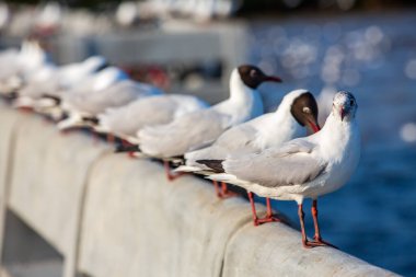 Sukta Köprüsü, Bangpu, Samut Prakan, Eyaleti, Tayland, Larus brunnicephalus, Yakın çekim, Odak Seçme, Kuş Fotoğrafçılık Seyahati