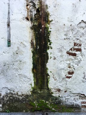 Soyut çatlamış beton dokuda yosun, beyaz renkli.