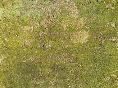 Soyut beton doku arkaplanı üzerine yosun