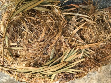 Sincapların yuvası çimentoya düşmüş.