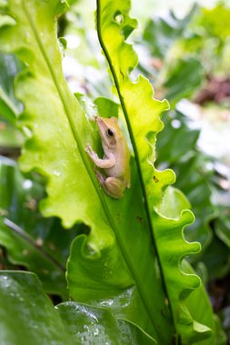 Kurbağa, polipedler lökositstax, yeşil yaprak dokusu arka planında polipedler maculatus, Kuş yuvası eğreltiotu, Asplenium nidus, yağmur mevsimi