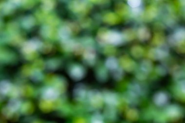 Bokeh yeşil bitkileri ve ağaçları bulanıklaştırdı.