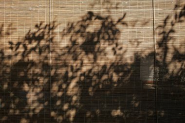 Bambu ağacındaki gölge ağaçlar kör pencere dokusu, soyut dikişsiz arka plan, Asyalı dekorasyon evi.