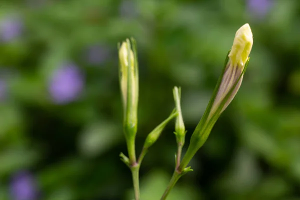 Ruellia Tuberosa Květ Bokeh Zelená Zahrada Pozadí Zblízka Makro Záběr — Stock fotografie