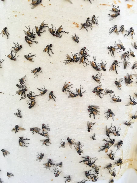 死了的家蝇被困在昆虫陷阱 粘纸上 近距离射击 不卫生的区域概念 — 图库照片