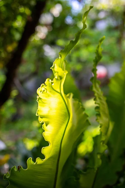 Light See Fresh Bird Nest Fern Asplenium Nidus Bokeh Garden — стоковое фото