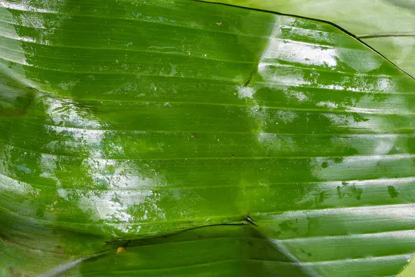 Daun Pisang Digunakan Untuk Membungkus Sweet Sticky Rice Dengan Thai — Stok Foto