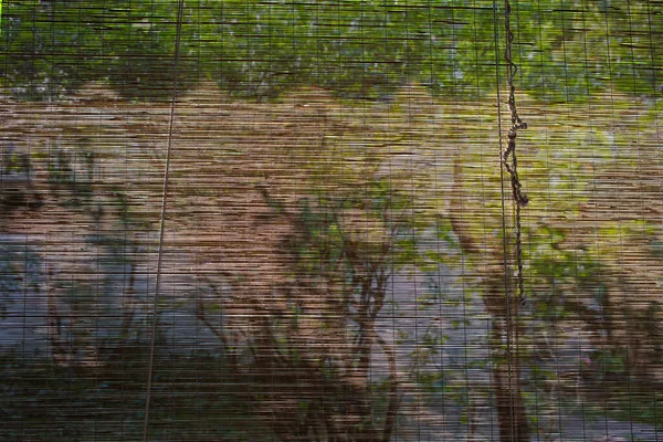 Bamboo Wood Blind Window Texture Light Shadow Trees Abstract Seamless — Stock Photo, Image