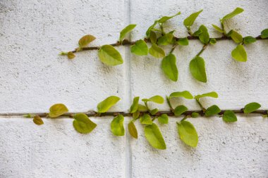 Palto düğmeleri, beyaz çimento duvar arka planına yerleştirilmiş Meksika papatyası, soyut grafik tasarım.