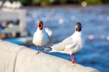 Sukta Köprüsü, Bangpu, Samut Prakan, Eyaleti, Tayland, Larus brunnicephalus, Yakın çekim, Odak Seçme, Kuş Fotoğrafçılık Seyahati