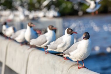 Sukta Köprüsü, Bangpu, Samut Prakan, Eyaleti, Tayland, Larus brunnicephalus, Yakın çekim, Odak Seçme, Kuş Fotoğrafçılık Seyahati