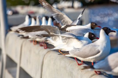 Sukta Köprüsü, Bangpu, Samut Prakan, Eyaleti, Tayland, Larus brunnicephalus 'ta uçan ve ayakta duran martılar, yakın çekim, odaklan, kuşların fotoğraf çekimi
