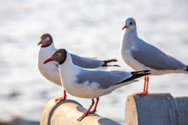 Sukta Köprüsü, Bangpu, Samut Prakan, Eyaleti, Tayland, Larus brunnicephalus, Yakın çekim, Odak Seçme, Kuş Fotoğrafçılık Seyahati