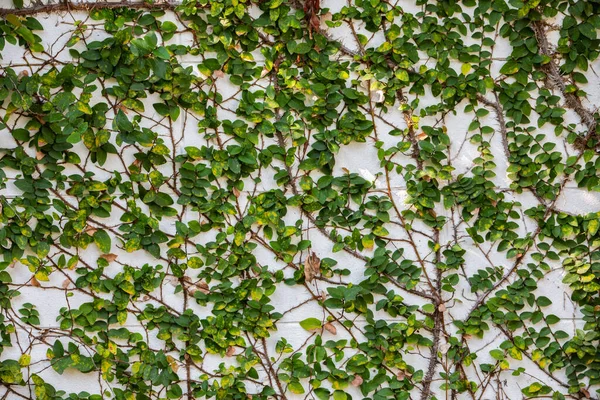 Coatknappar Mexikanska Tusensköna Planterade Vit Cementvägg Bakgrund Abstrakt Grafisk Design — Stockfoto