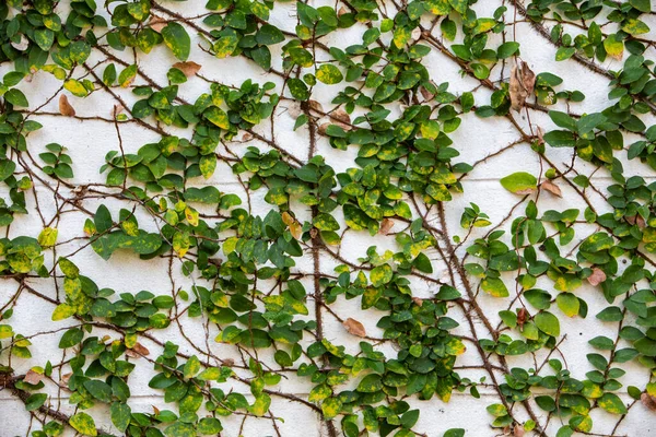 Coatknappar Mexikanska Tusensköna Planterade Vit Cementvägg Bakgrund Abstrakt Grafisk Design — Stockfoto