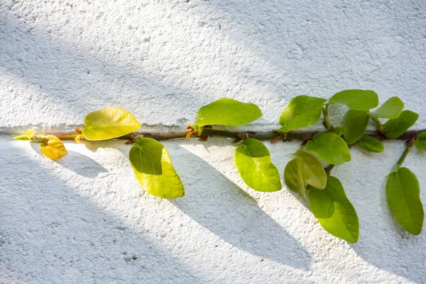 Coatknappar Mexikanska Tusensköna Planterade Vit Cementvägg Bakgrund Abstrakt Grafisk Design — Stockfoto