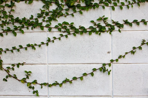 コートボタン メキシコのデイジーは白いセメントの壁の背景に植えられました 抽象的なグラフィックデザイン — ストック写真