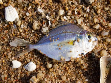 Sahilde ölü balık, yakın çekim ve Makro çekim, deniz çevre kirliliği konsepti