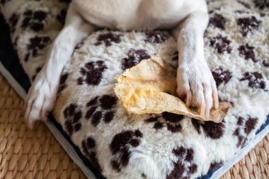 Jack Russell Teriyeri, siyah beyaz yastığın üzerinde oturmuş. Yanında da 