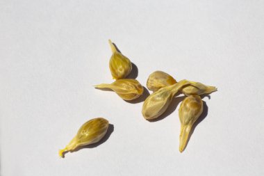 Beyaz arka planda portakal tohumu yakın plan ve Makro çekim, sağlıklı gıda konsepti