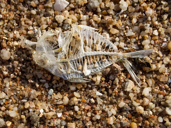 Fischgräten Strand Nahaufnahme Und Makroaufnahme Umweltverschmutzungskonzept Meer — Stockfoto